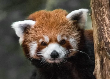 Somos artesanos, somos panda